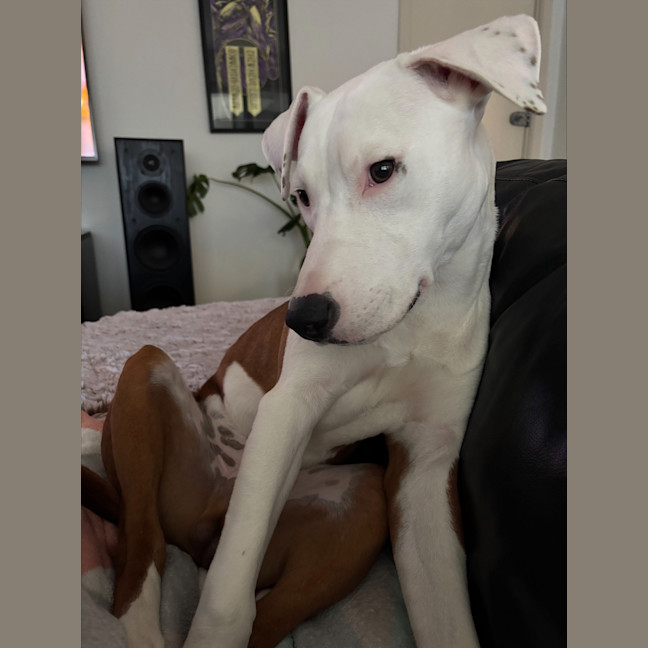 Photo of Ziggy