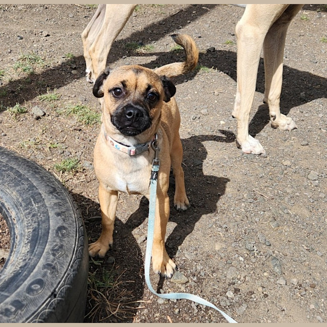 Photo of Django (65450)