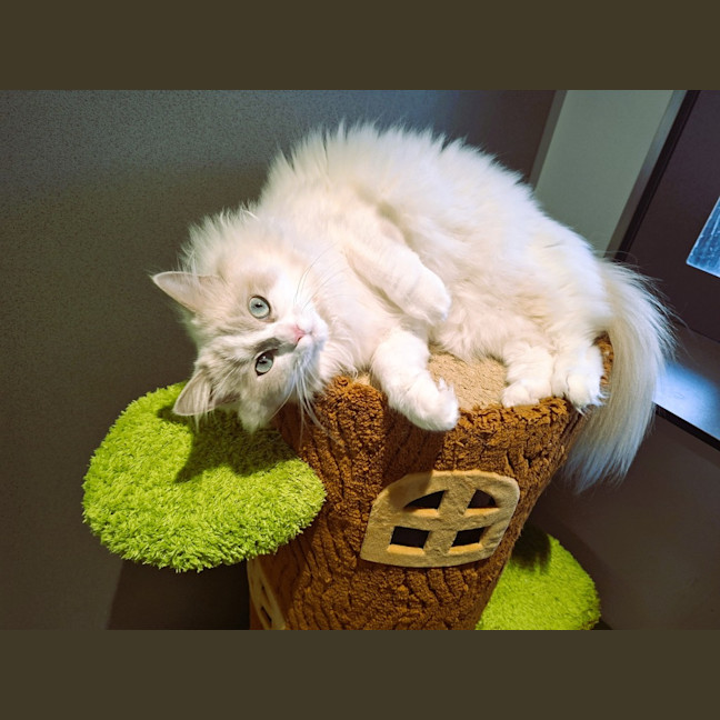 Photo of Reign 