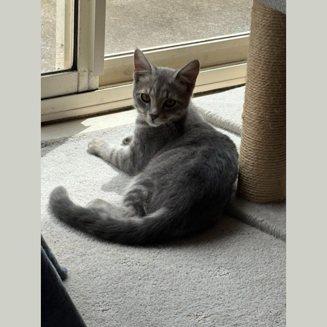 Photo of Tabitha   Reduced Adoption Fee $150