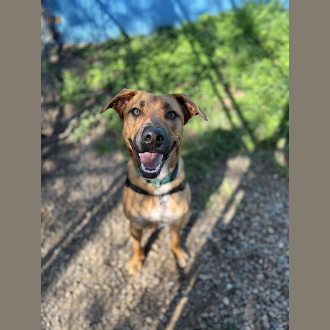 Photo of Bronco