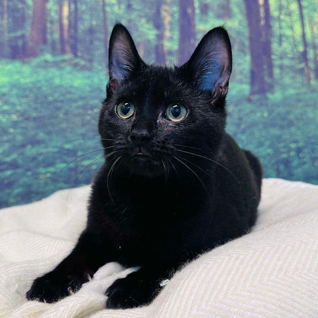 Photo of Cat Man   Located In Preston