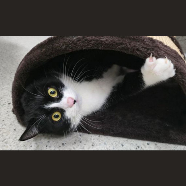 Photo of Lollie
