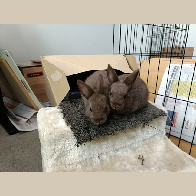 Photo of Yogi & York