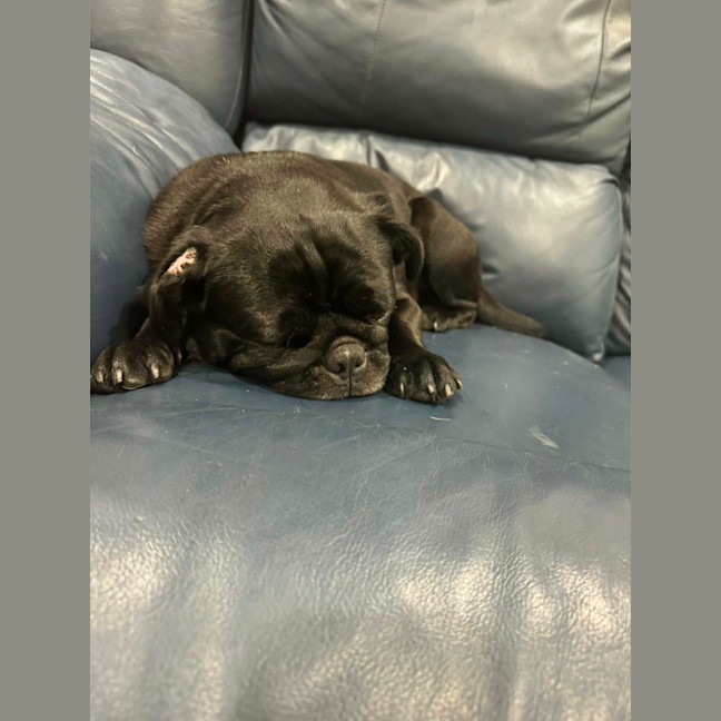 Photo of Peggy   5 Year Old French Bulldog X Pug