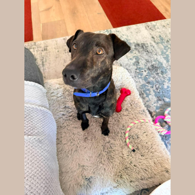 Photo of Baxter