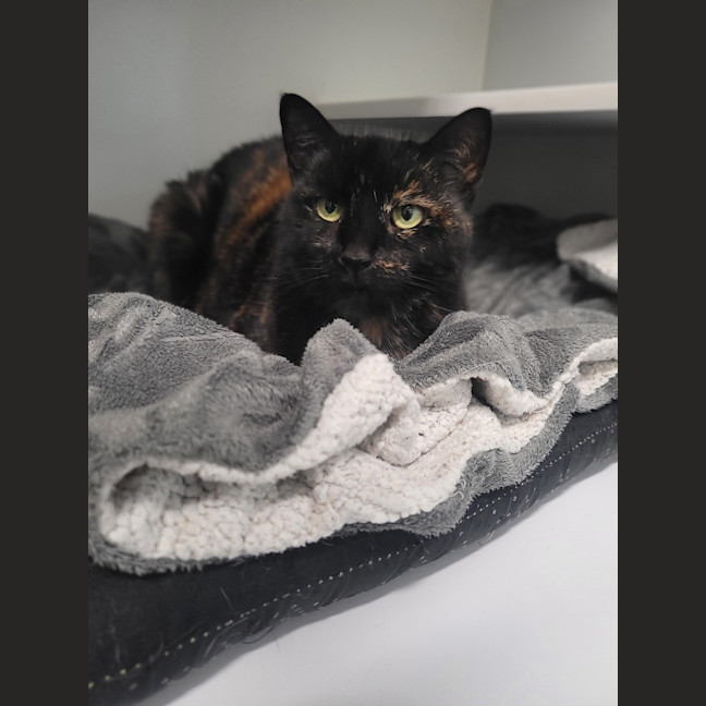 Photo of Coco