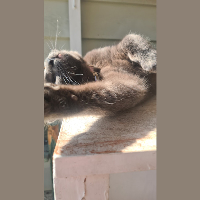 Photo of Isla – The Velvet Paw Dictator