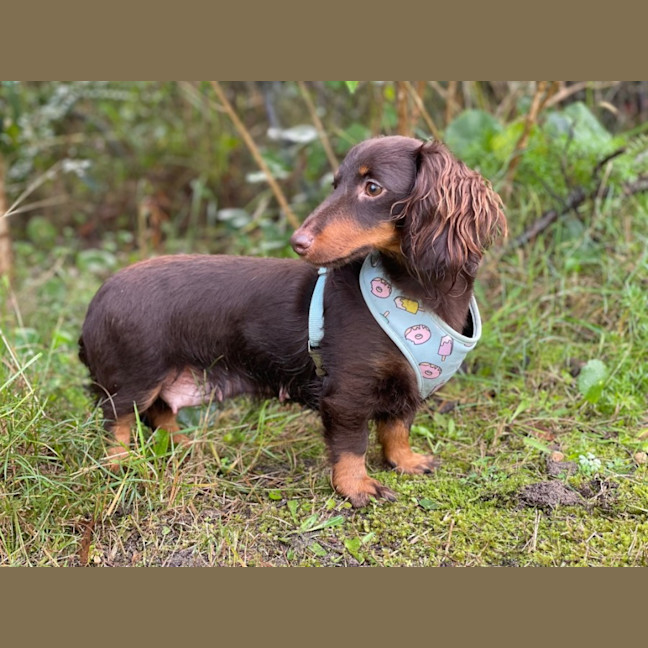 Photo of Fifi