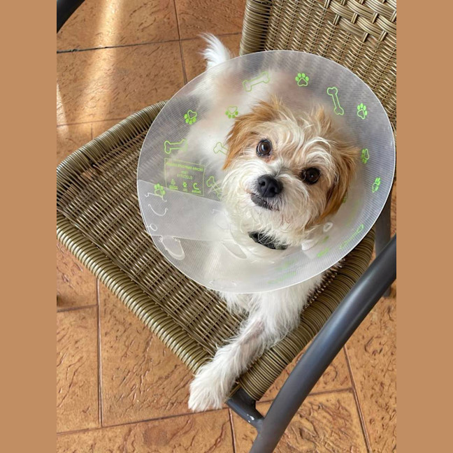 Photo of Muppet