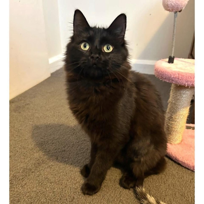 Photo of 12650   Chia