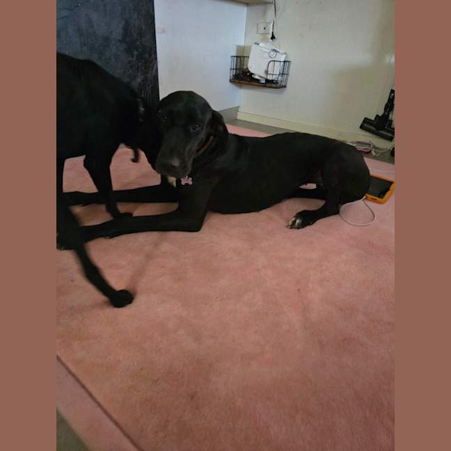 Photo of Bagheera (Mia)