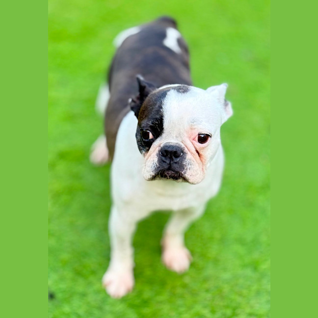 Photo of Polly