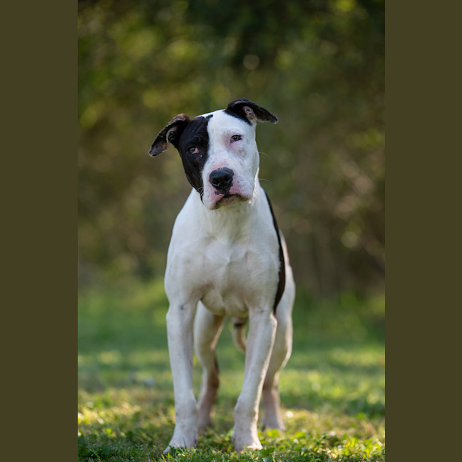 Photo of Ace