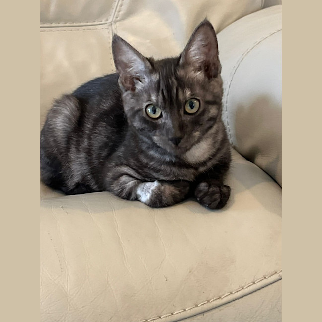 Photo of Louie