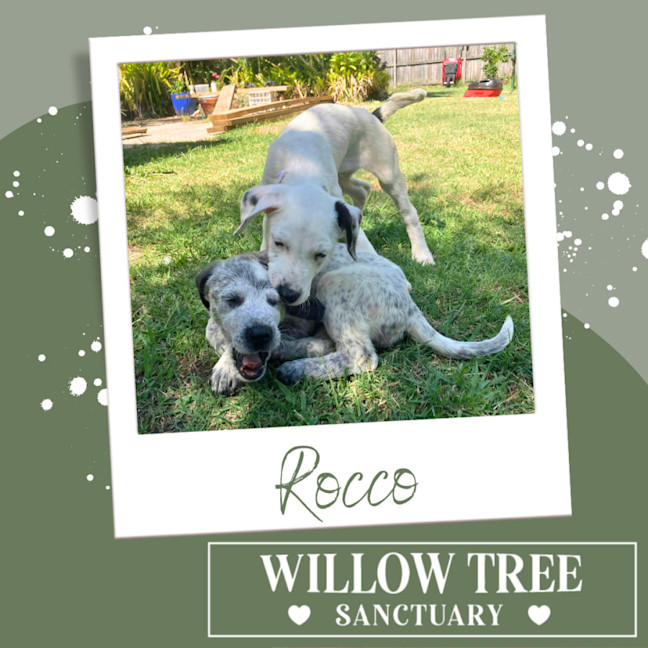 Photo of Rocco