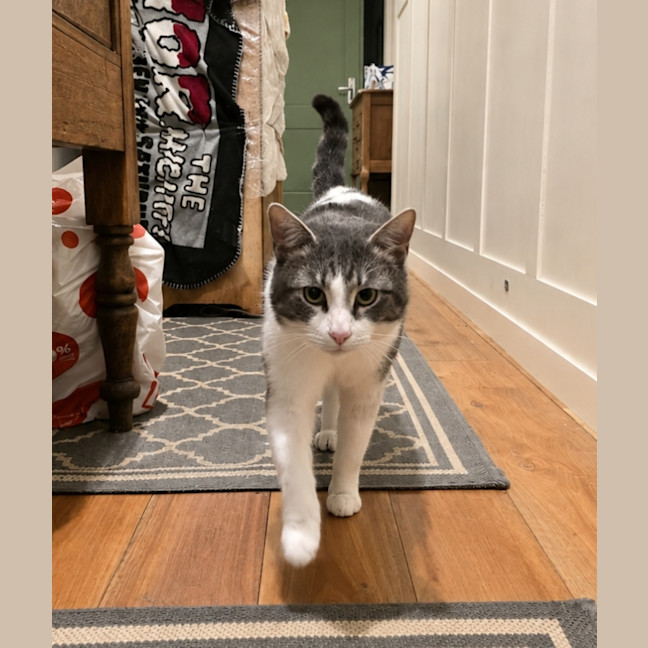 Photo of Bolt