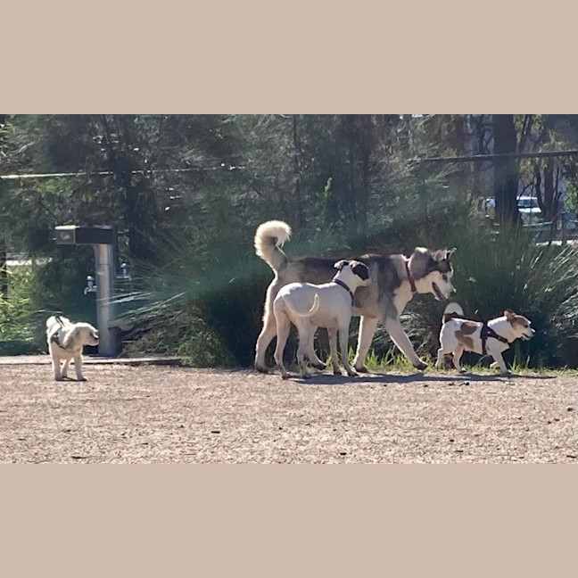 Photo of Nala   10 Month Old Kelpie X Staffy