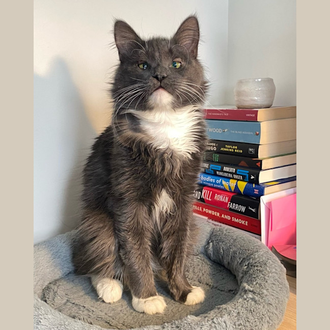 Photo of Arlo