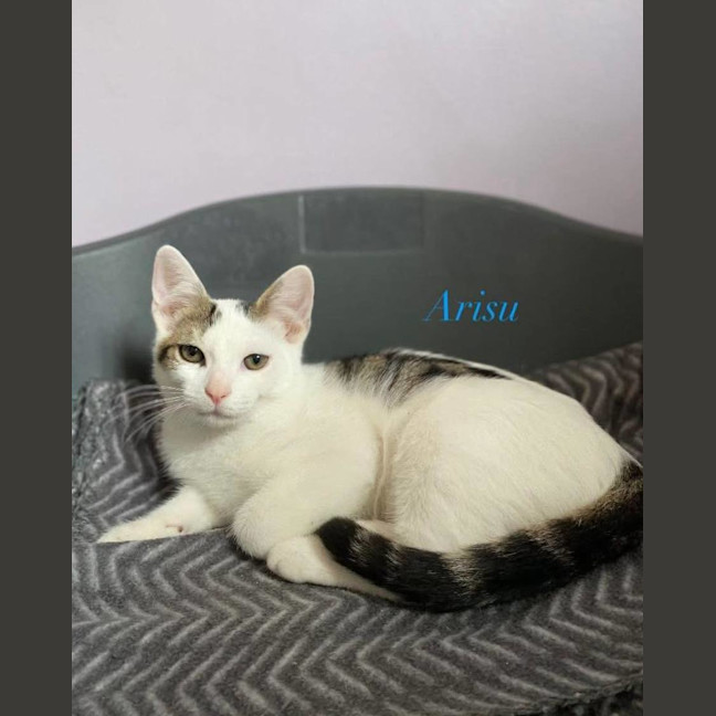 Photo of Arisu