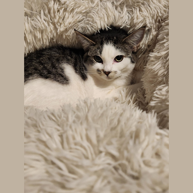 Photo of Honey