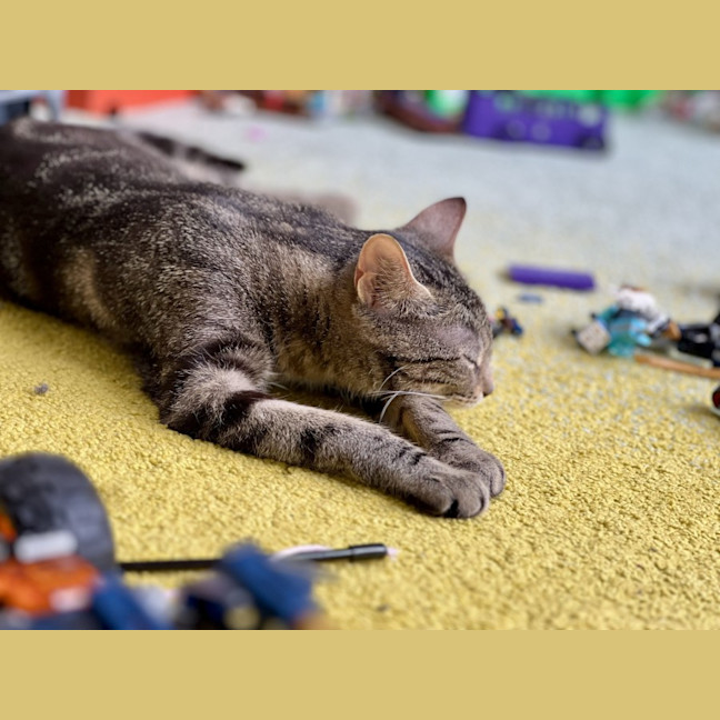 Photo of Luna *9 Lives Project Rescue*