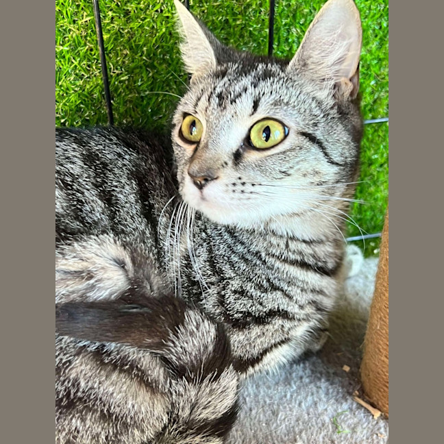 Photo of Milly