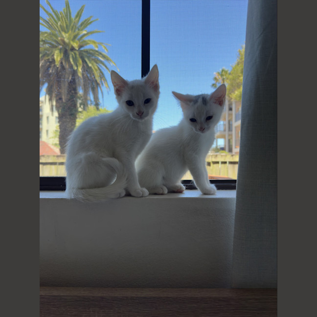 Photo of Halloumi (With Paneer)