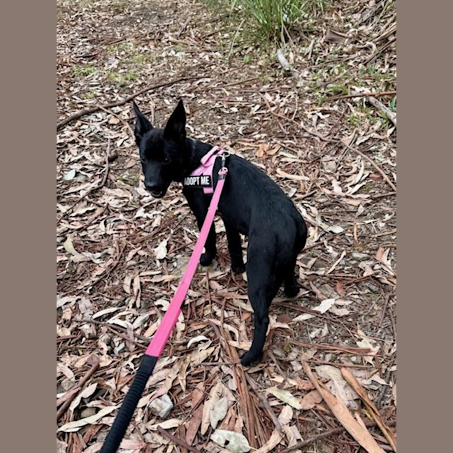 Photo of Connie   15 Week Old Border Collie X