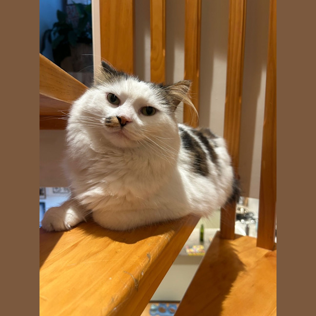 Photo of Archie