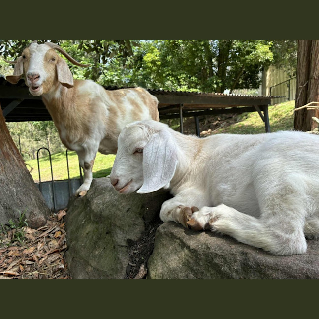 Photo of Molly Wobbles