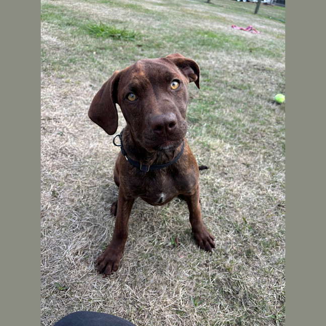 Photo of Sadie