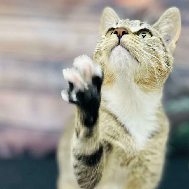 Photo of Tilly   Located In Preston 