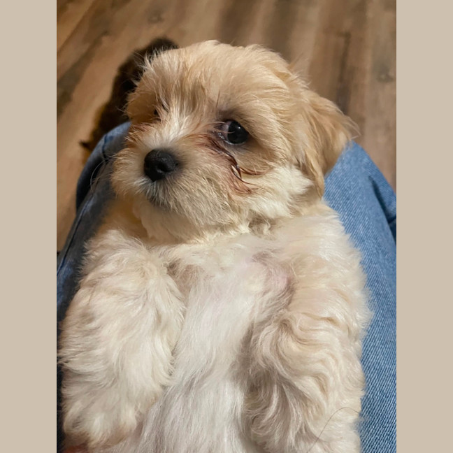 Photo of Teddy