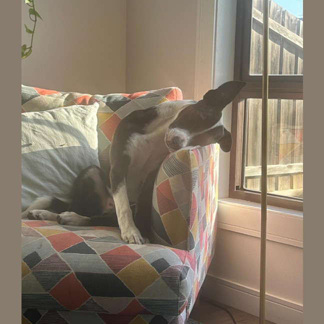Photo of Comet