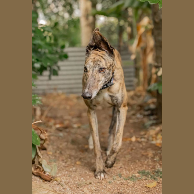 Photo of Candy 🍭   The Greyhound