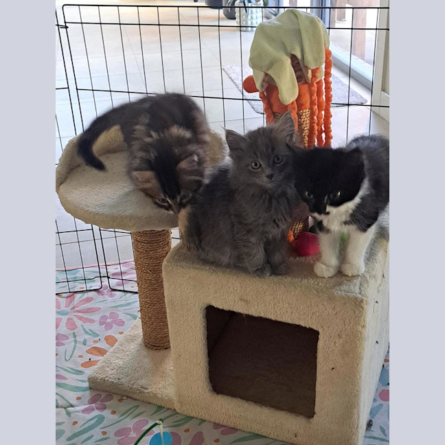 Photo of Bunny