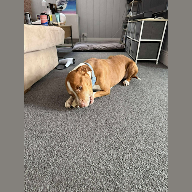 Photo of Rocco