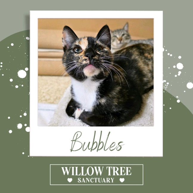 Photo of Bubbles