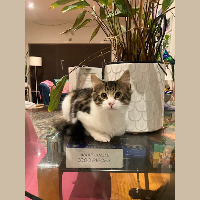 Photo of Luna Meet Me@Petstock Keysborough Storw