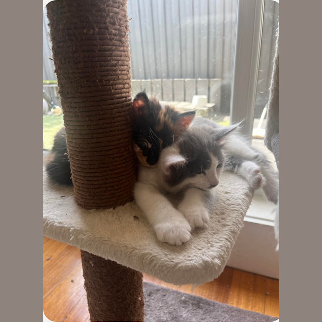 Photo of Mindy And Mork