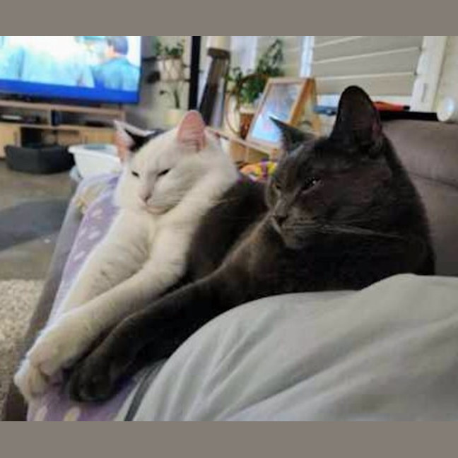 Photo of Colin & Tony (Bonded)
