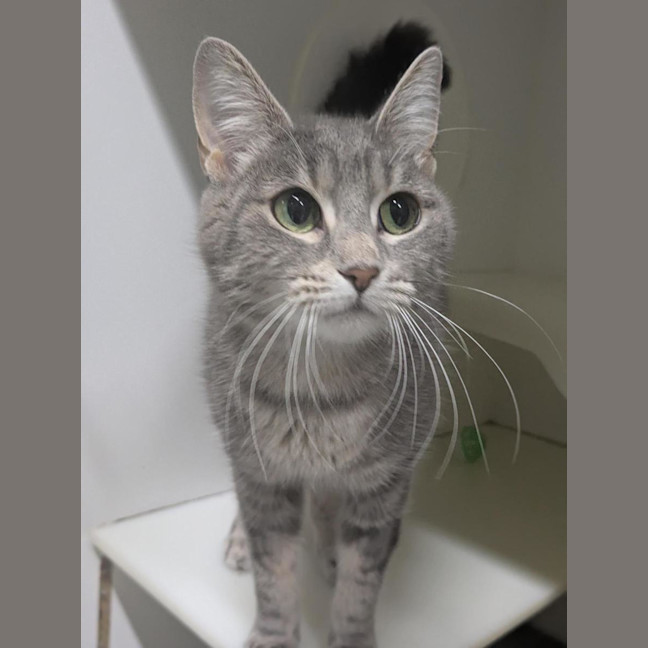 Photo of 🩶 Nala 6984 🩶