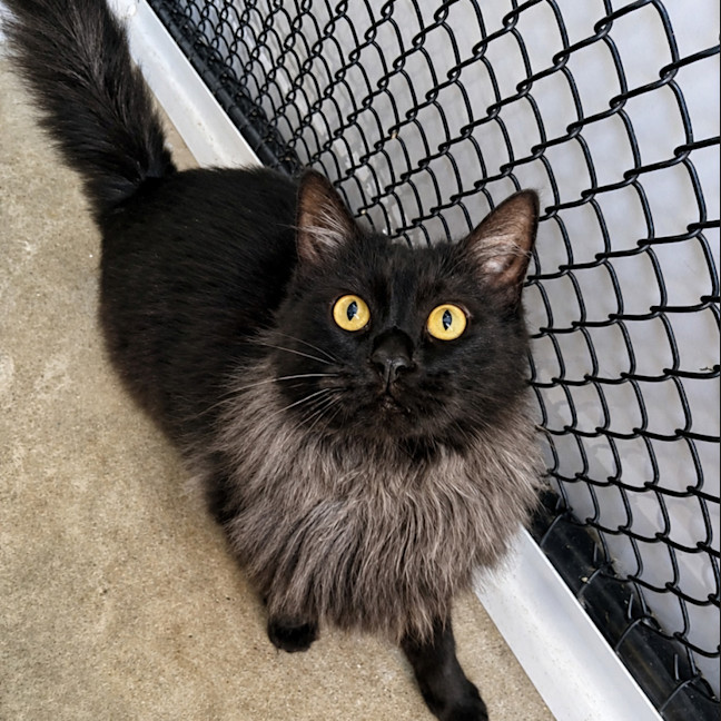 Photo of Nova
