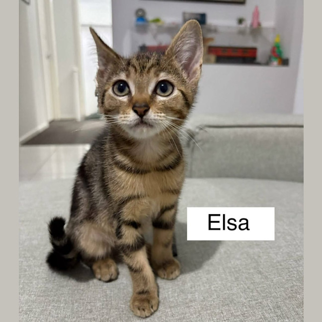 Photo of Elsa