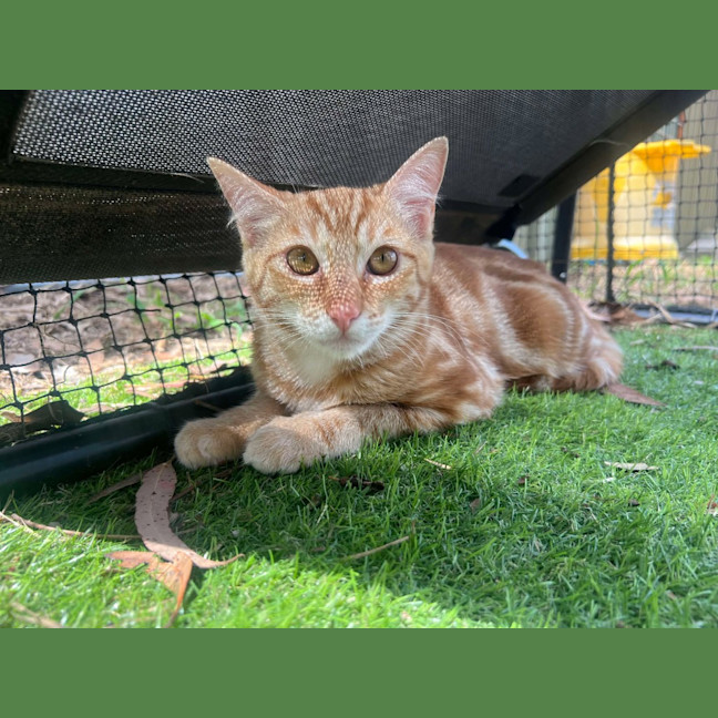 Photo of Pappardelle