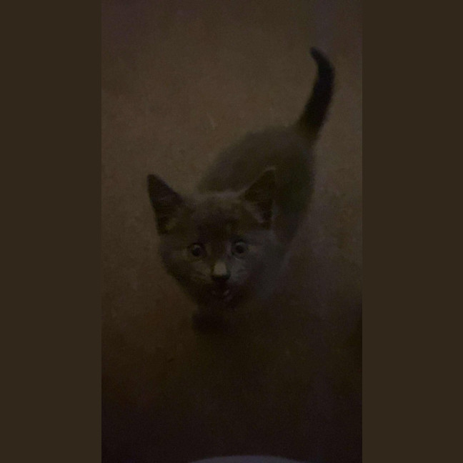 Photo of Pebbles
