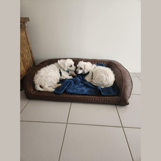 Photo of Ziggy And Mali