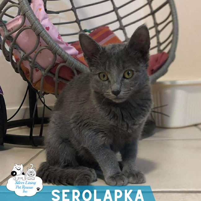 Photo of Serolapka