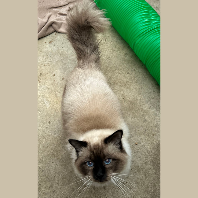 Photo of William Wallace